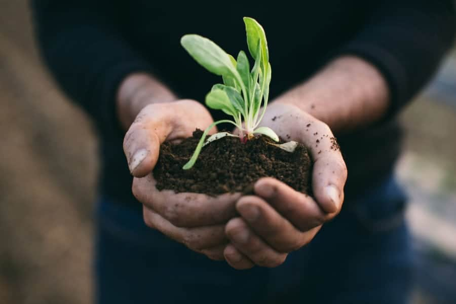 Blog Hands holding a young seedling over soil, symbolizing the beginning of an eco‑friendly journey and simple sustainable living practices.
