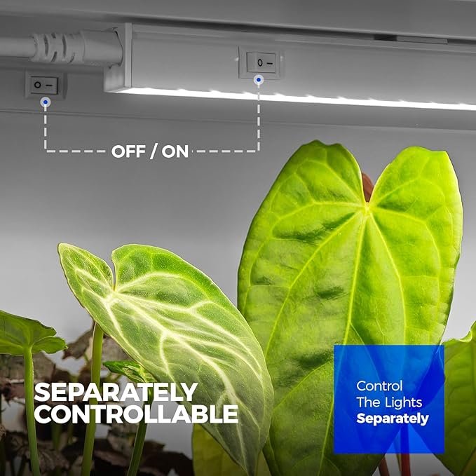 71eWOYOG2WL. AC SX679