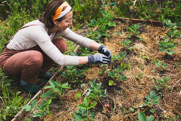 friendly woman planting strawberry in garden