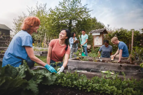 A smiling, diverse group of young volunteers demonstrates how to harvest urban garden produce, carefully picking fresh lettuce and kale from a sunny community garden bed.