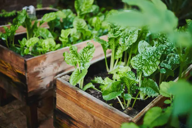 A close-up of a creative small space herb garden, showing fresh, vibrant green leafy vegetables thriving in a rustic wooden crate.