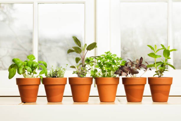 A simple indoor container gardening with fresh herbs like basil and parsley growing in white pots on a sunny windowsill.