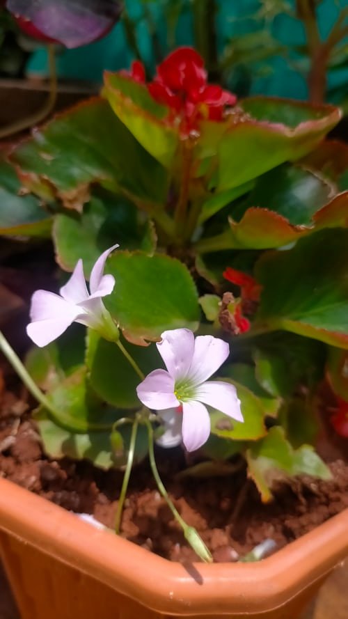 Harvesting edible flowers: A person carefully holds a beautiful purple viola, demonstrating the process of growing edible flowers in a home garden