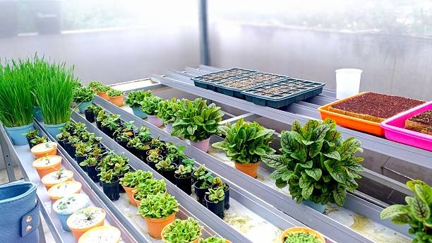 A vibrant indoor hydroponic garden, a perfect example of a seasonal urban gardening guide for growing fresh herbs and greens during the winter.