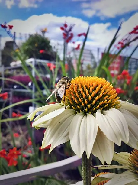 A close-up of a honeybee covered in yellow pollen, a key pollinator, collecting nectar from a purple coneflower, demonstrating how to successfully attract pollinators to your urban garden.