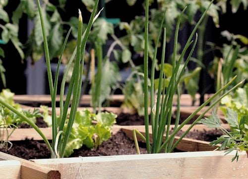 Close-up of a gardener's hands carefully nurturing a young plant seedling, representing the care and mindfulness of sustainable urban gardening.