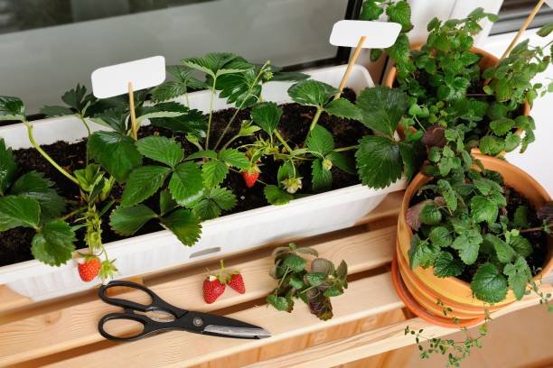 An inspiring indoor gardening idea for an apartment, showing a productive container garden on a small balcony with fresh vegetables and herbs.