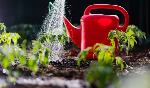 watering seedling tomato plant in greenhouse garden with red watering can