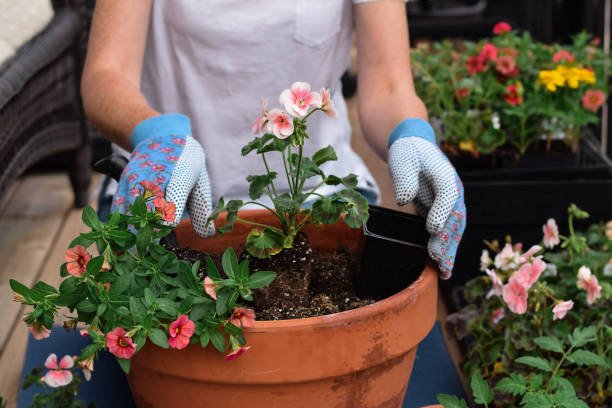 woman planting flowers in a pot on a balcony